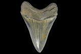 Serrated, Fossil Megalodon Tooth - Georgia #142351-2